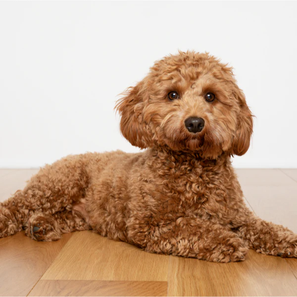 Cavapoo Puppies